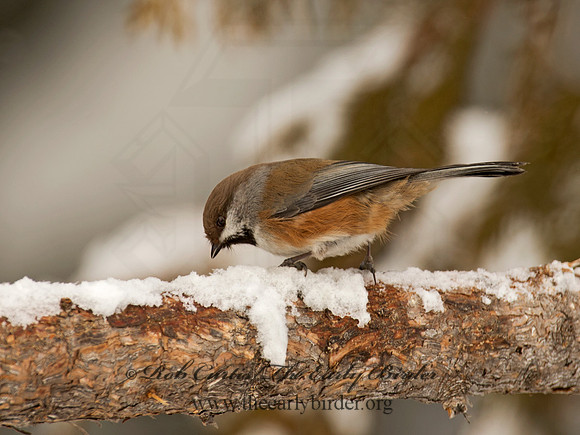 Poecile hudsonicus  BOREAL CHICKADEE 9008513