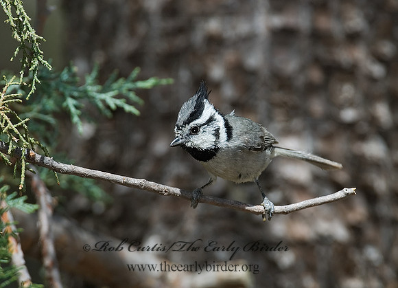Baeolophus wollweberi  BRIDLED TITMOUSE 7007566
