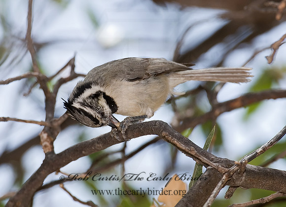 Baeolophus wollweberi  BRIDLED TITMOUSE 7007732