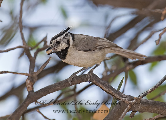 Baeolophus wollweberi  BRIDLED TITMOUSE 7007734