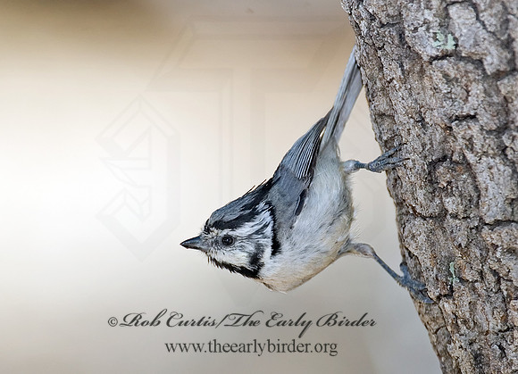 Baeolophus wollweberi  BRIDLED TITMOUSE 7007881
