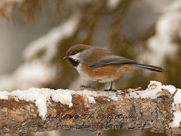 Poecile hudsonicus  BOREAL CHICKADEE 9008518