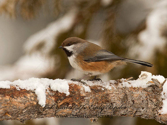 Poecile hudsonicus  BOREAL CHICKADEE 9008519