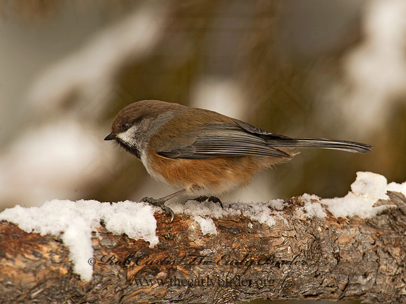 Poecile hudsonicus  BOREAL CHICKADEE 9008534