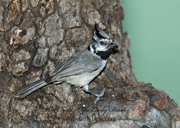 Baeolophus wollweberi  BRIDLED TITMOUSE 7007906