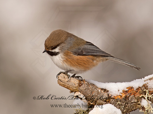 Poecile hudsonicus  BOREAL CHICKADEE 9008572