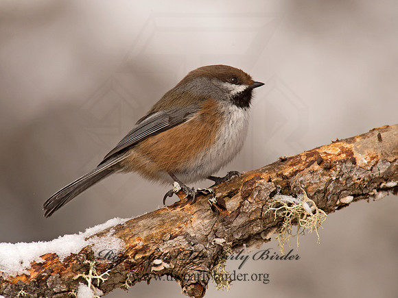 Poecile hudsonicus  BOREAL CHICKADEE 9008571