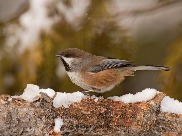 Poecile hudsonicus  BOREAL CHICKADEE 9008583