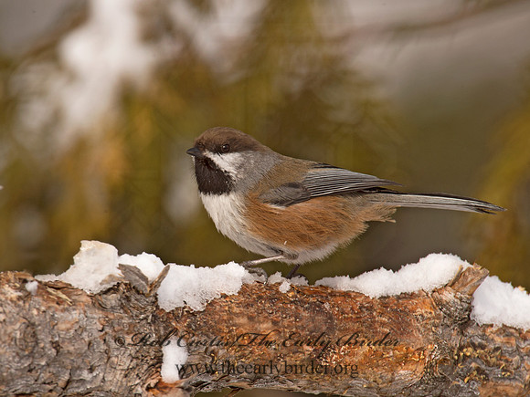 Poecile hudsonicus  BOREAL CHICKADEE 9008584