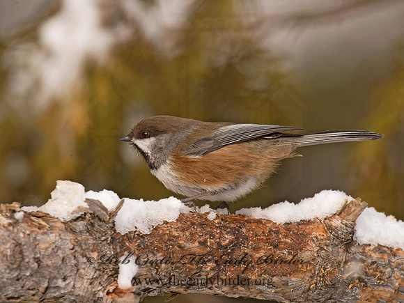 Poecile hudsonicus  BOREAL CHICKADEE 9008587