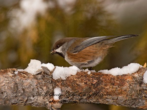 Poecile hudsonicus  BOREAL CHICKADEE 9008589
