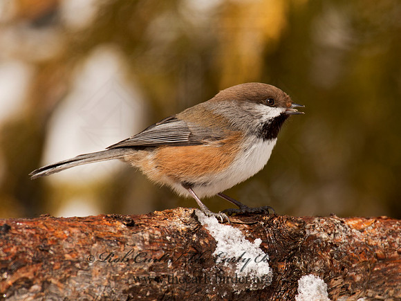 Poecile hudsonicus  BOREAL CHICKADEE 9008671