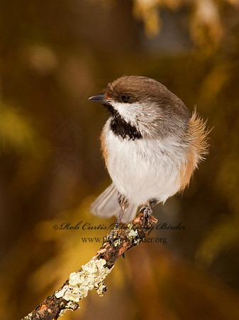 Poecile hudsonicus  BOREAL CHICKADEE 9008678