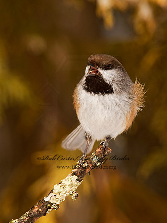 Poecile hudsonicus  BOREAL CHICKADEE 9008679