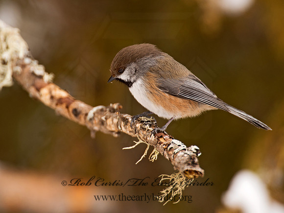 Poecile hudsonicus  BOREAL CHICKADEE 9008737