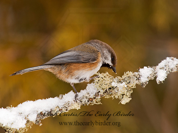 Poecile hudsonicus  BOREAL CHICKADEE 9008781