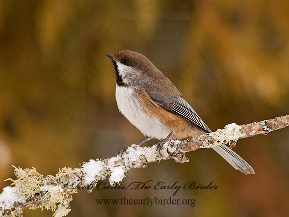 Poecile hudsonicus  BOREAL CHICKADEE 9008783