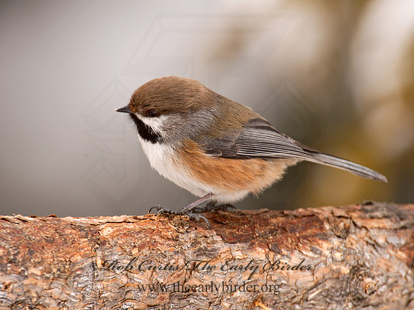 Poecile hudsonicus  BOREAL CHICKADEE 9008822