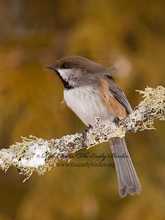 Poecile hudsonicus  BOREAL CHICKADEE 9008827