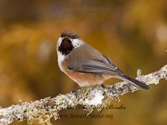 Poecile hudsonicus  BOREAL CHICKADEE 9008828