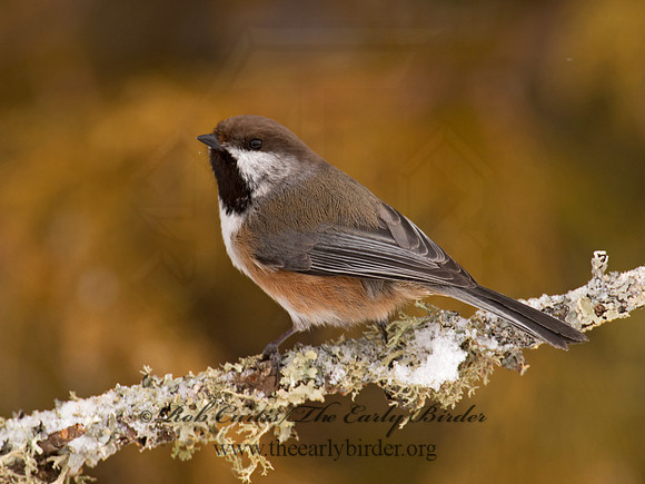 Poecile hudsonicus  BOREAL CHICKADEE 9008831