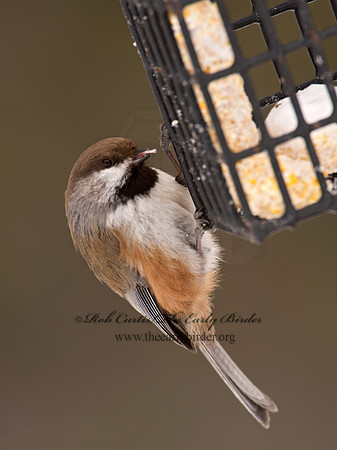 Poecile hudsonicus  BOREAL CHICKADEE 9008833