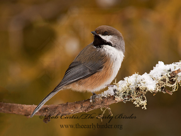 Poecile hudsonicus  BOREAL CHICKADEE 9008851