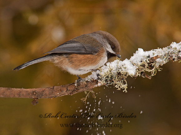 Poecile hudsonicus  BOREAL CHICKADEE 9008849