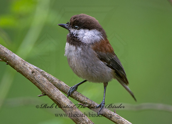 Poecile rufescens  CHESTNUT-BACKED CHICKADEE 9059030