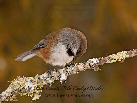 Poecile hudsonicus  BOREAL CHICKADEE 9008862