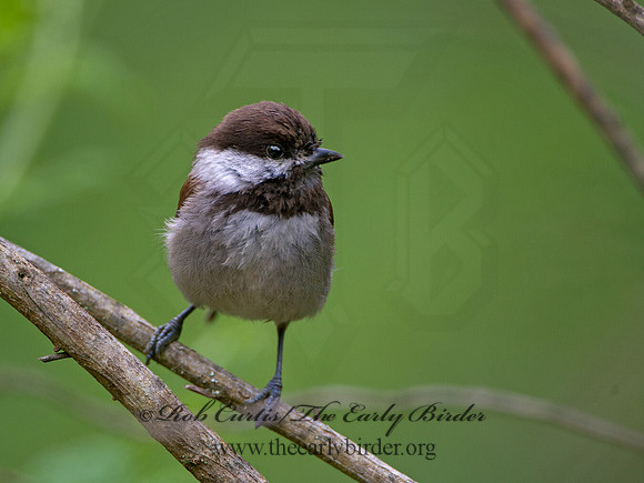 Poecile rufescens  CHESTNUT-BACKED CHICKADEE 9059029