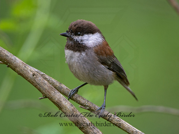 Poecile rufescens  CHESTNUT-BACKED CHICKADEE 9059031