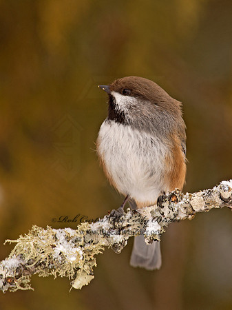 Poecile hudsonicus  BOREAL CHICKADEE 9008864