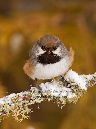 Poecile hudsonicus  BOREAL CHICKADEE 9008912