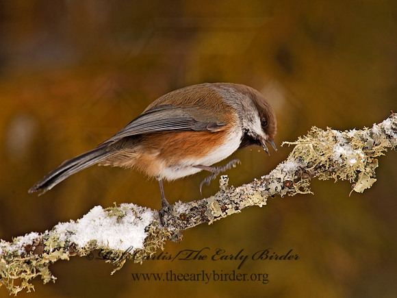 Poecile hudsonicus  BOREAL CHICKADEE 9008867
