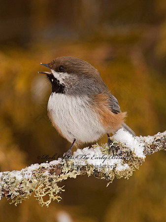 Poecile hudsonicus  BOREAL CHICKADEE 9008913