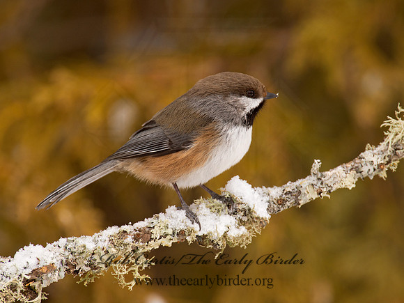 Poecile hudsonicus  BOREAL CHICKADEE 9008915