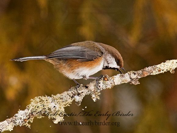 Poecile hudsonicus  BOREAL CHICKADEE 9008953