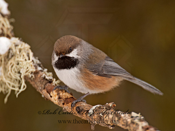 Poecile hudsonicus  BOREAL CHICKADEE 9008958