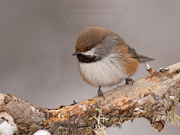 Poecile hudsonicus  BOREAL CHICKADEE 9008963