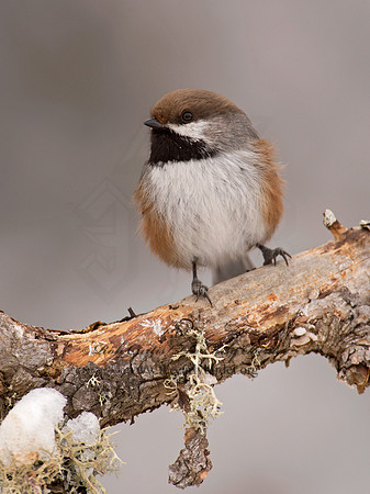 Poecile hudsonicus  BOREAL CHICKADEE 9008967