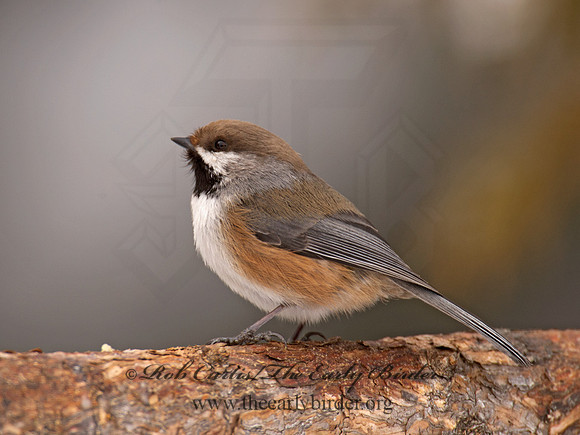 Poecile hudsonicus  BOREAL CHICKADEE 9008969