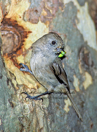 Baeolophus inornatus  OAK TITMOUSE 105929