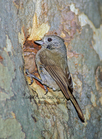 Baeolophus inornatus  OAK TITMOUSE 105928