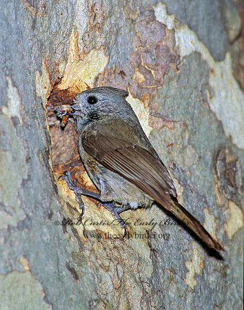 Baeolophus inornatus  OAK TITMOUSE 105925