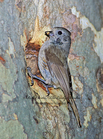 Baeolophus inornatus  OAK TITMOUSE 105930
