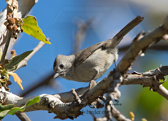 Baeolophus inornatus  OAK TITMOUSE 9055235