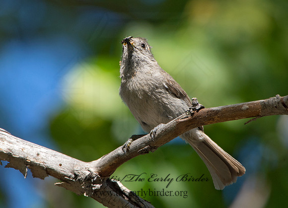 Baeolophus inornatus  OAK TITMOUSE 9057083