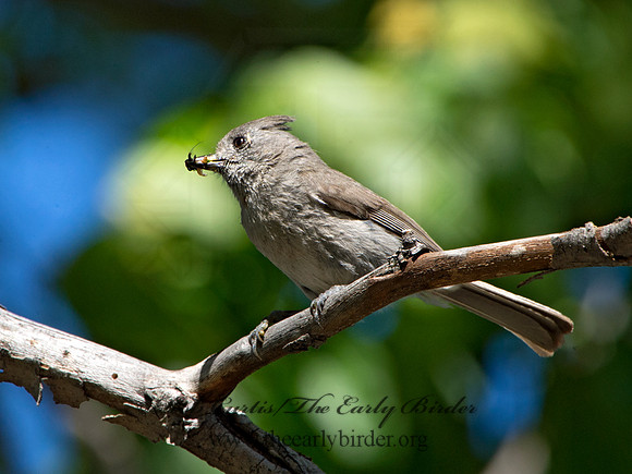 Baeolophus inornatus  OAK TITMOUSE 9057084