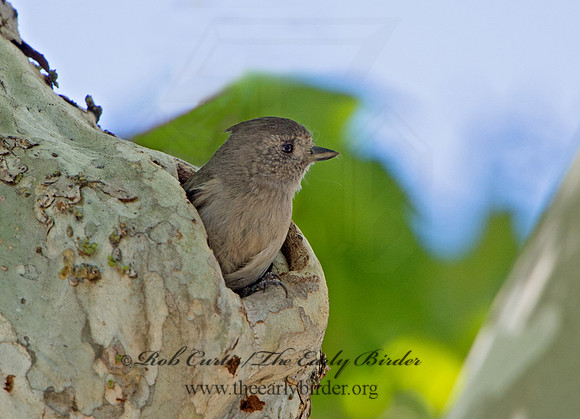 Baeolophus inornatus  OAK TITMOUSE 9057093